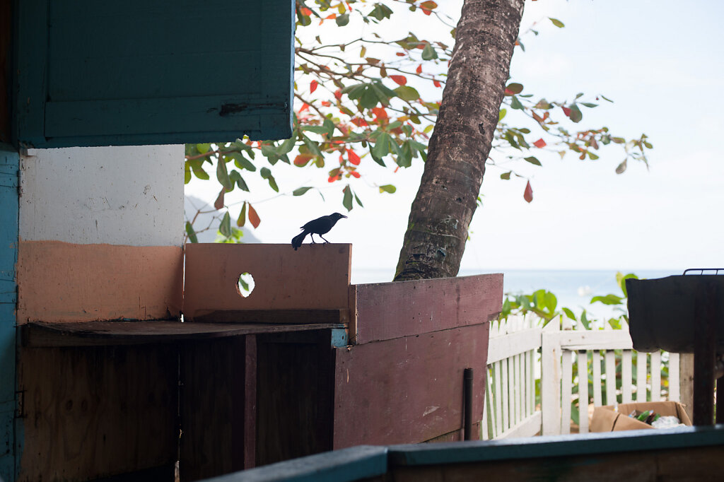 Tobago-9368.jpg